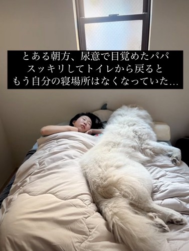 ベッドで添い寝する犬
