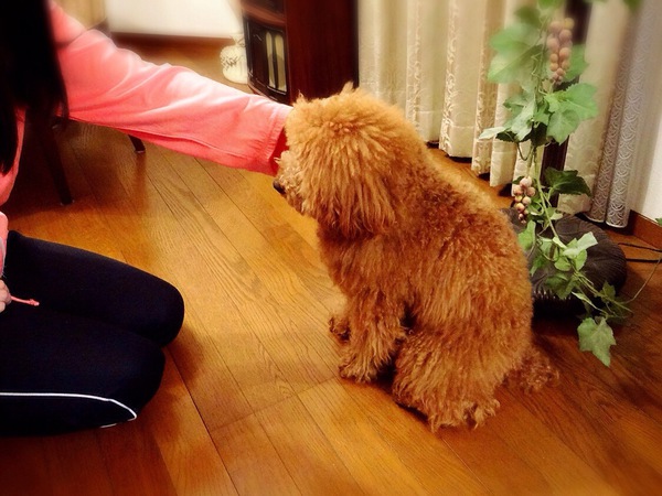 犬が座ったら褒める