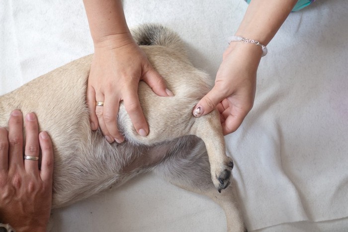 犬の足を触診する