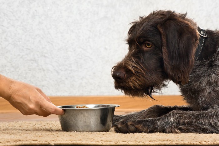 犬の前にご飯を差し出す飼い主の手