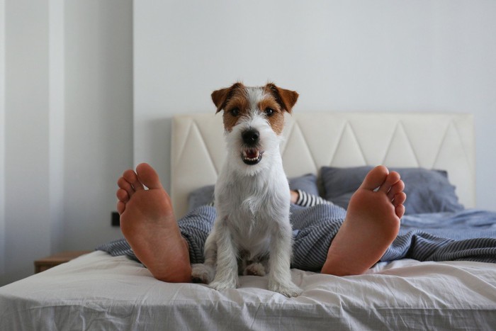 ベッドの上、足の間に座っている犬