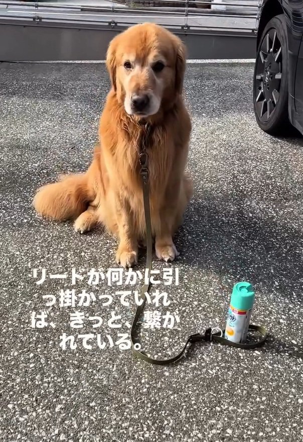 信念を持つチェスターくん