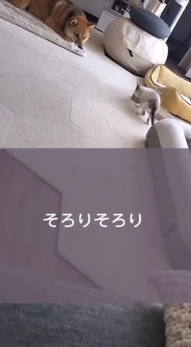 ティーくんと子猫たちの初対面