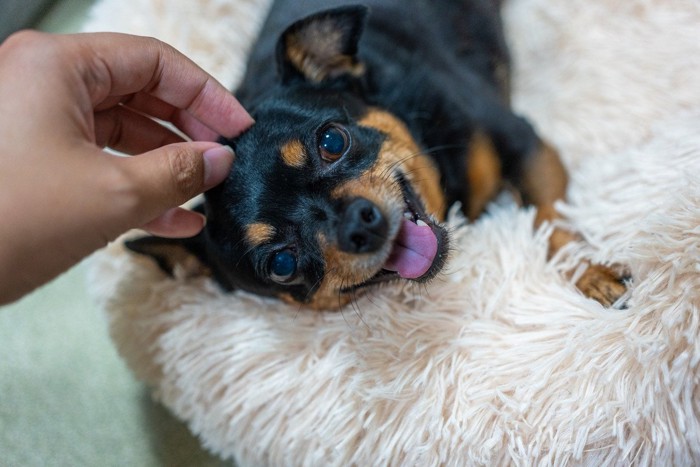 笑顔で甘える犬