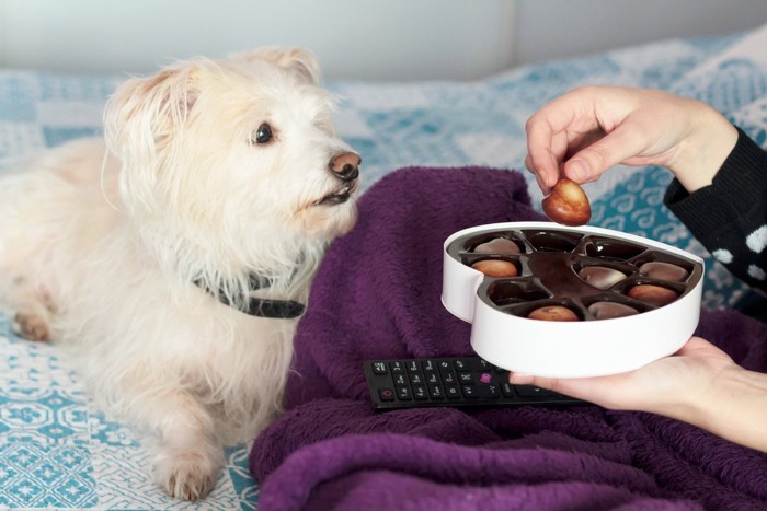 チョコをもつ手を見つめる犬