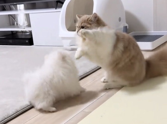 じゃれ合う犬と猫