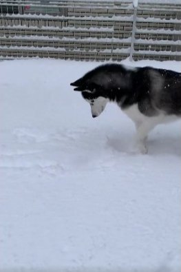 どこに飛び込む