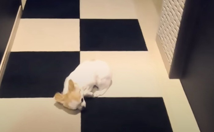 伏せて身を縮ませる犬