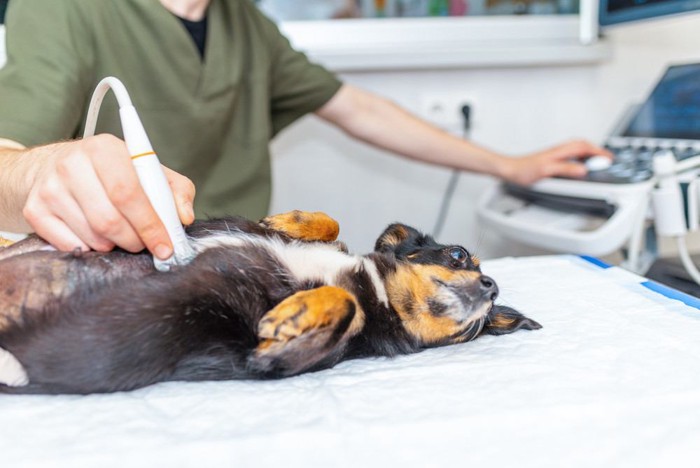 診察中の犬