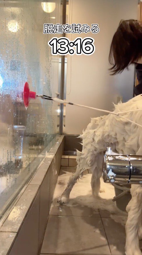 風呂場から逃げようとする犬