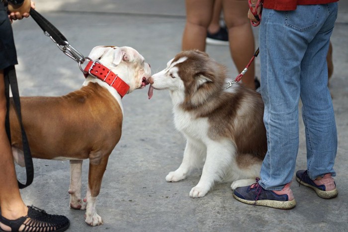 挨拶する犬たち