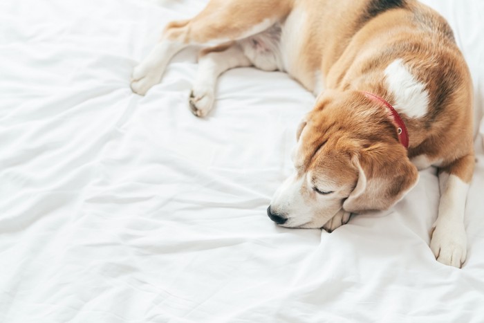 穏やかな顔で眠る老犬