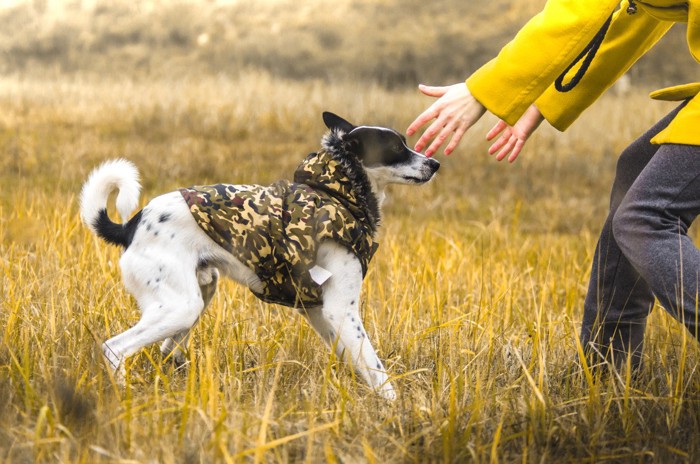 引き気味の犬