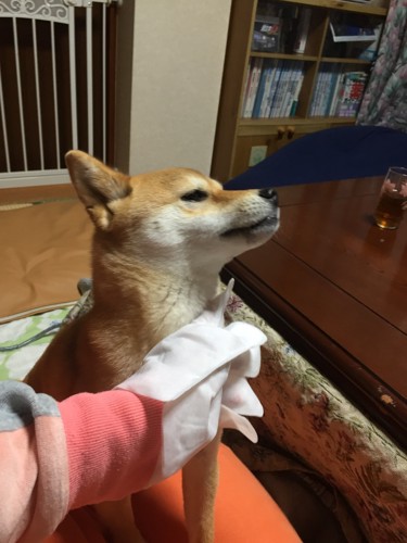 撫でられて気持ち良さそうな柴犬