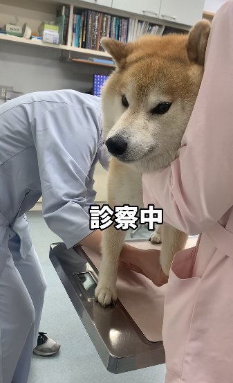 診察台の上で前足を確認されている柴犬