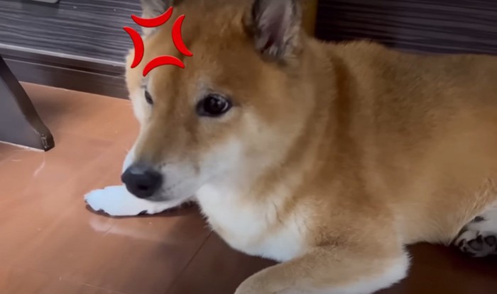 怒る犬