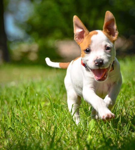 笑顔で走る子犬