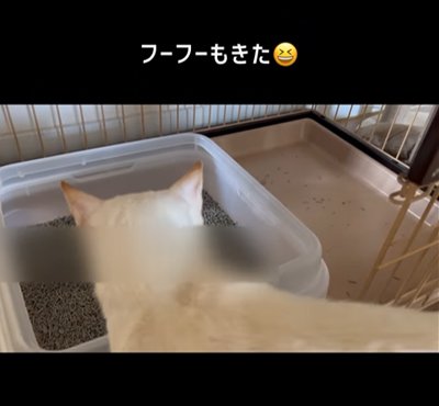 自分のトイレを確認する猫