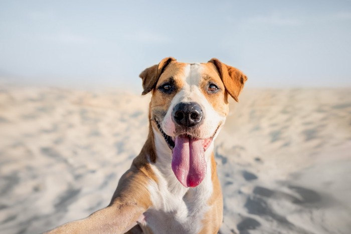舌を出す犬