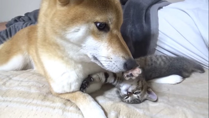 犬の鼻を押さえて伸びる子猫