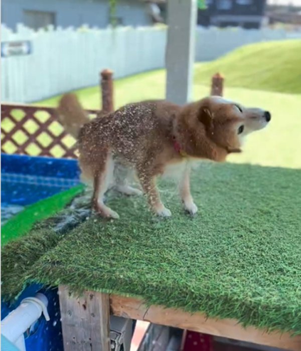 茶色の犬