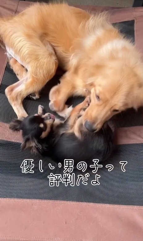 盲目の小型犬さんと仲良し♪