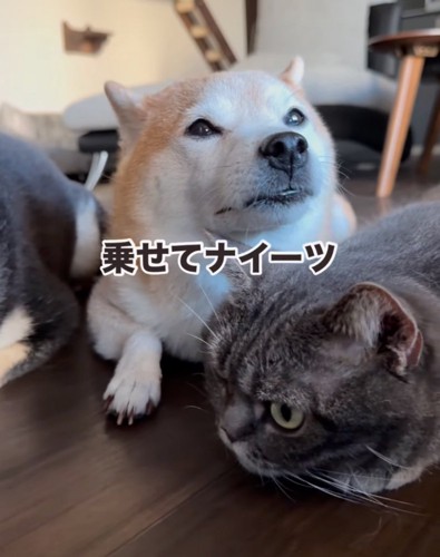 顎を浮かせている柴犬