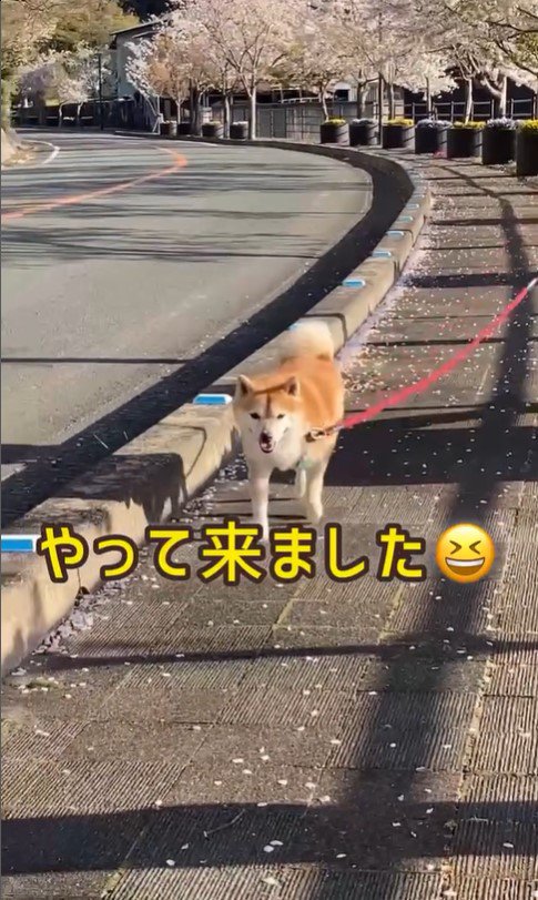 ちゃこさんを待ち伏せした時の反応4
