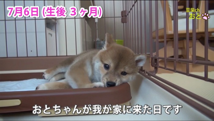 ケージの中で横になりながら飼い主を見つめる子犬