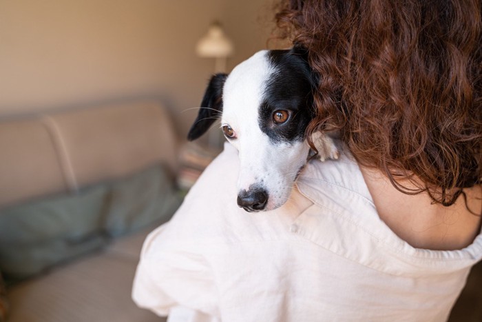 抱っこされた犬