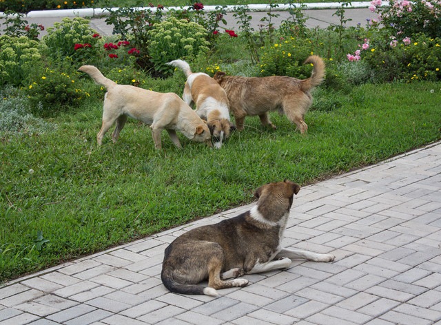 犬の群れ