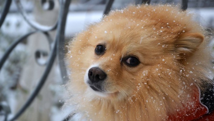 寒そうな犬