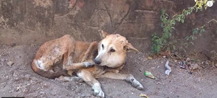 顔が腫れた老犬