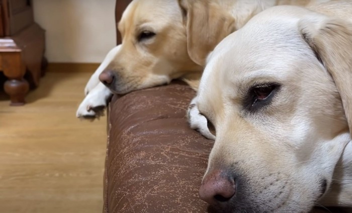 眠る犬のアップ