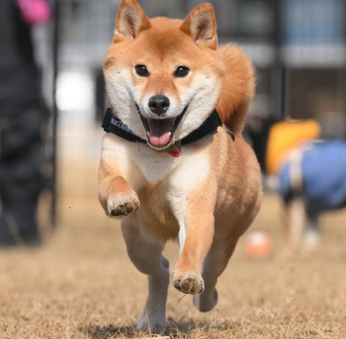 柴犬