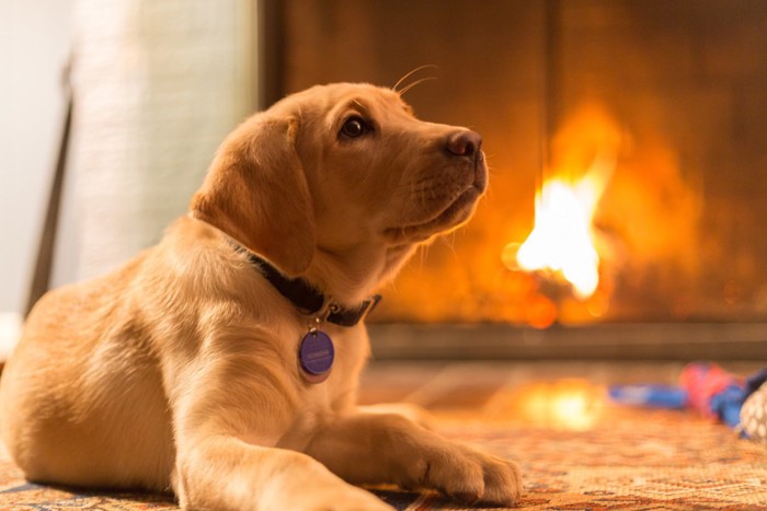 暖炉の前にいる犬