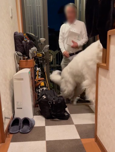 階段を駆け上がる超大型犬