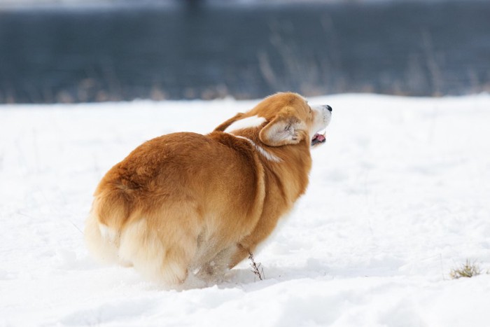 雪の上を走るコーギーの後ろ姿