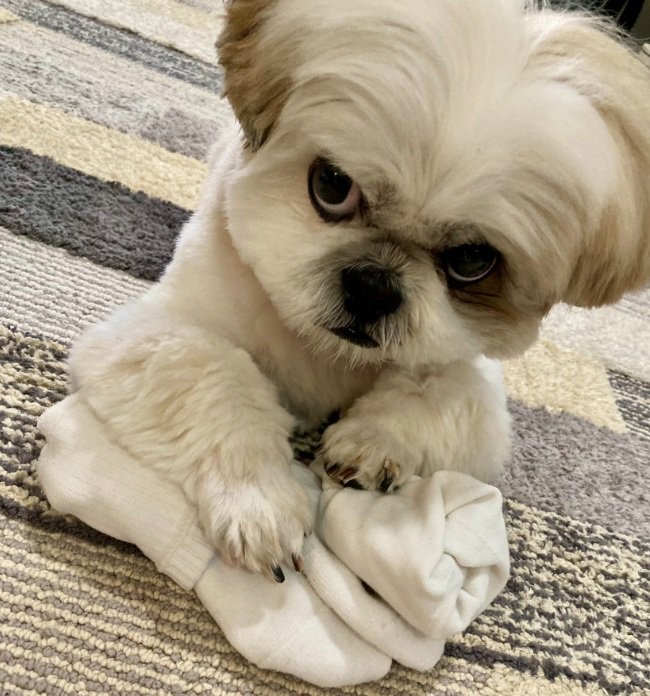 飼い主さんを睨むほまれ君