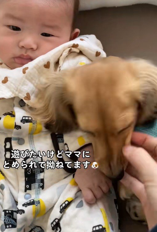 赤ちゃんと遊びたいサニーちゃん7