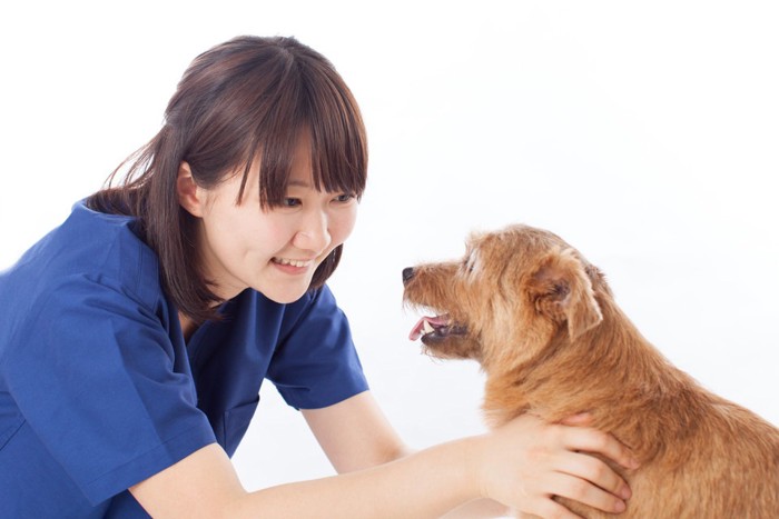 トリマーと犬