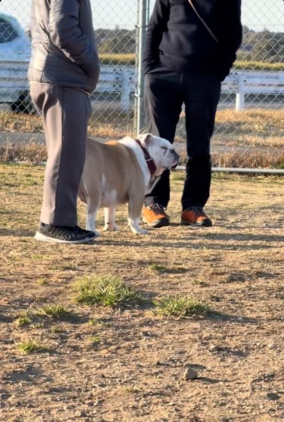 馴染んでいるぱせり君