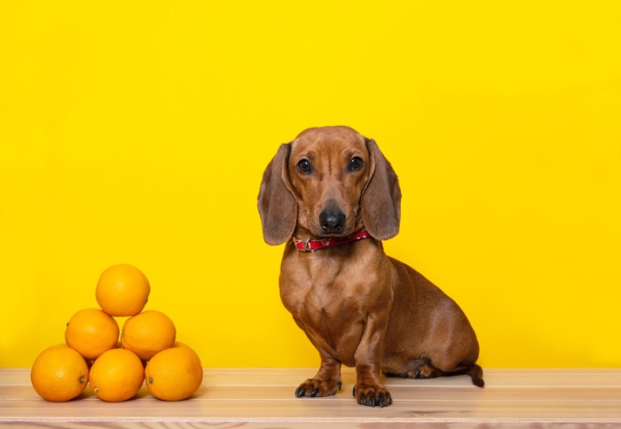 積み重なったオレンジの隣に座って正面を見つめる犬