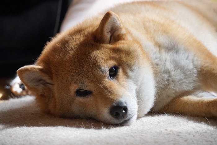 横たわる柴犬