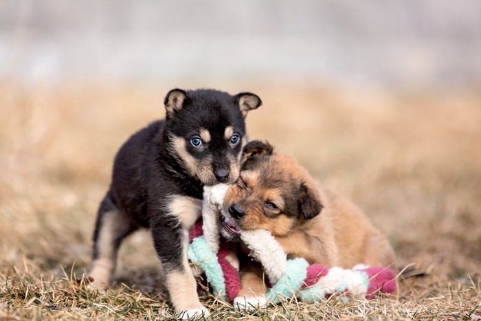 おもちゃで遊ぶ子犬たち