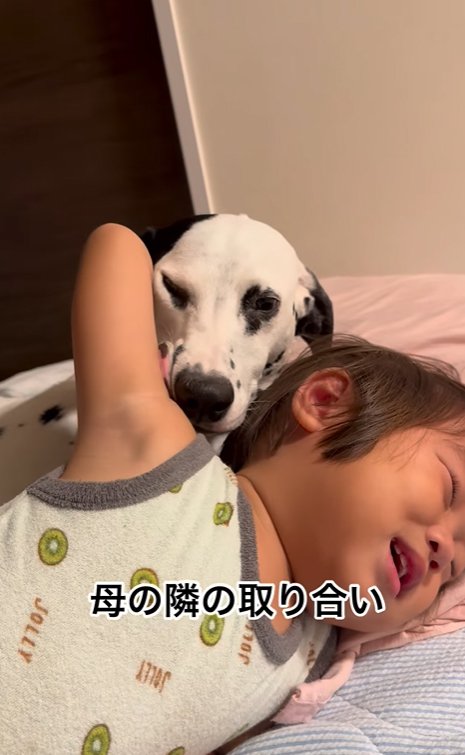 母親の隣を取り合う大型犬と子供