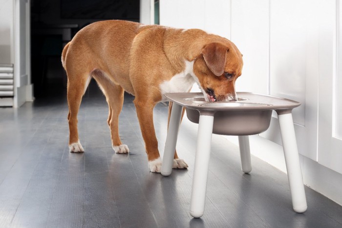 食事中の犬