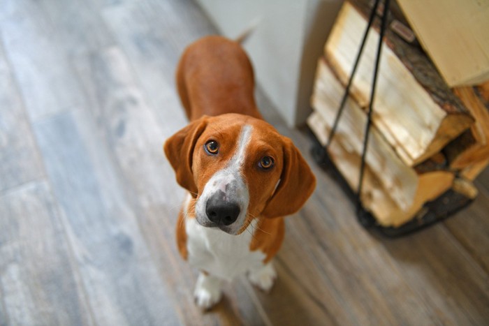 見上げている犬