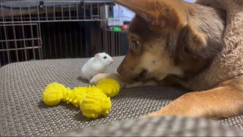 ハムスターを見つめる保護犬