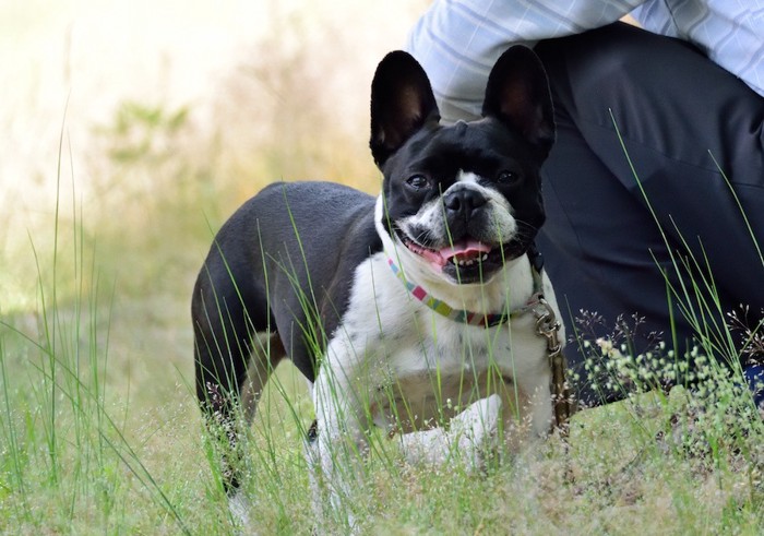 飼い主と遊ぶ老犬